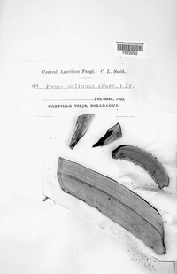 Image of Inonotus obliquus